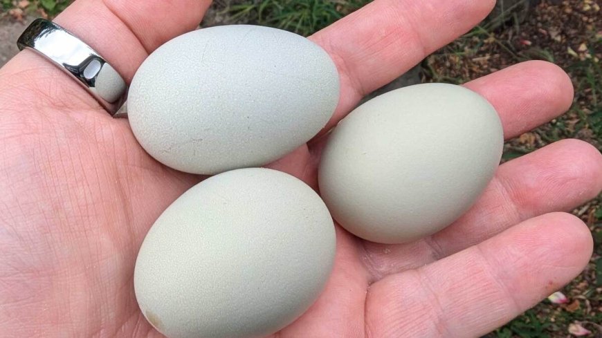 How to Care for Your Chickens When They Start Laying Eggs --[Reported by Umva mag]