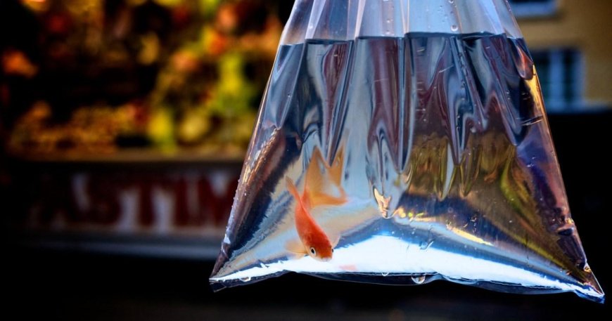 Council bans fairgrounds from giving away goldfish as prizes --[Reported by Umva mag]