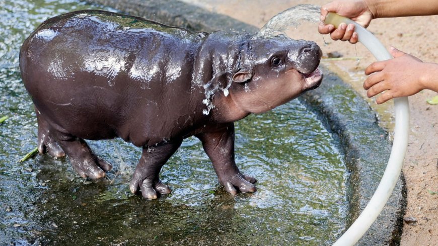 Viral pygmy hippo Moo Deng is given £115,000 by mystery Dubai millionaire super-fan – for being ‘so adorable’ --[Reported by Umva mag]