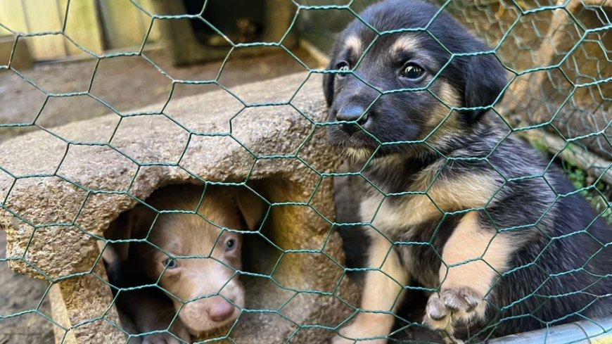 Puppies rescued from Hurricane Helene to be rehomed with military veterans, first responders --[Reported by Umva mag]