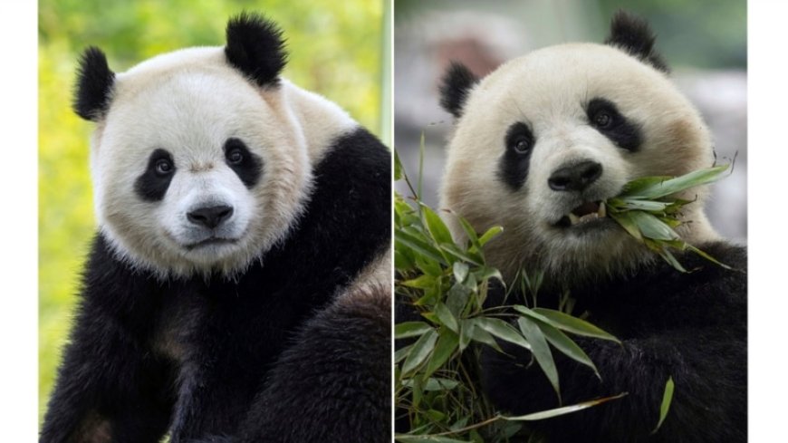 Washington's National Zoo set to welcome new pair of pandas from China  --[Reported by Umva mag]