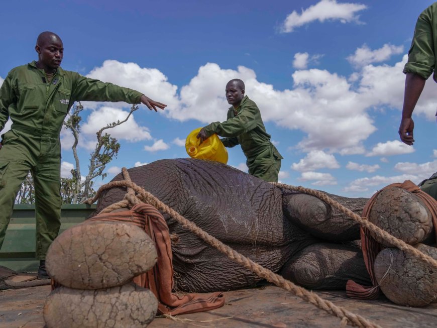 Kenya relocates 50 elephants to a larger park as population thrives --[Reported by Umva mag]