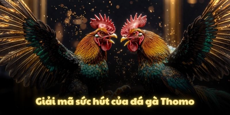 Giải mã sức hút của đá gà Thomo